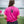 Pink Psycho Logo T-Shirt